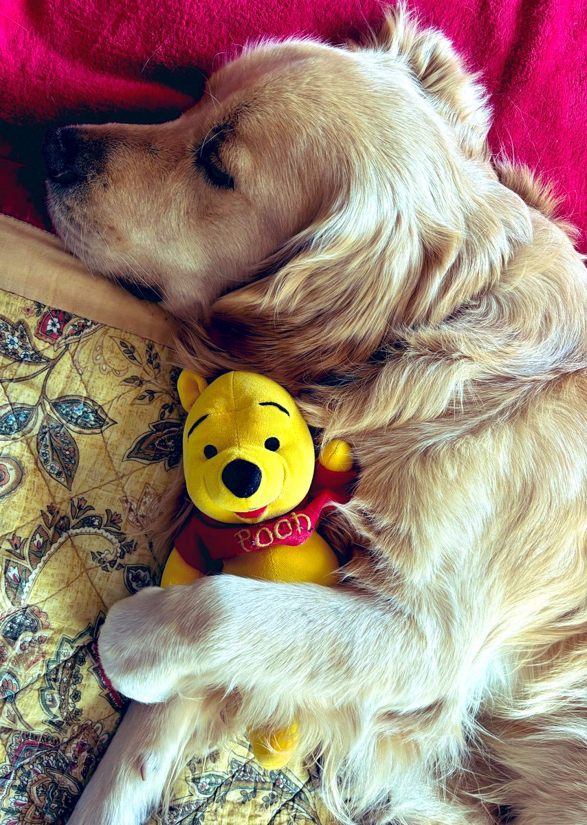 arlo_oz's tweet photo. When its cold and wet outside… stay in bed with a friend 🥶 🌧️#coldmornings #bed #goldenretrievers https://t.co/PEzcx7IoOT