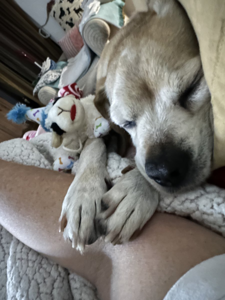 For those who asked, of course I would take Little Bitey Beau to Italy, that's why I bought a house with land. But he now has congestive heart failure &amp; flying would kill him. So I go only 1 month at a time &amp; come back. I researched ships... if I could get him there I would STAY.