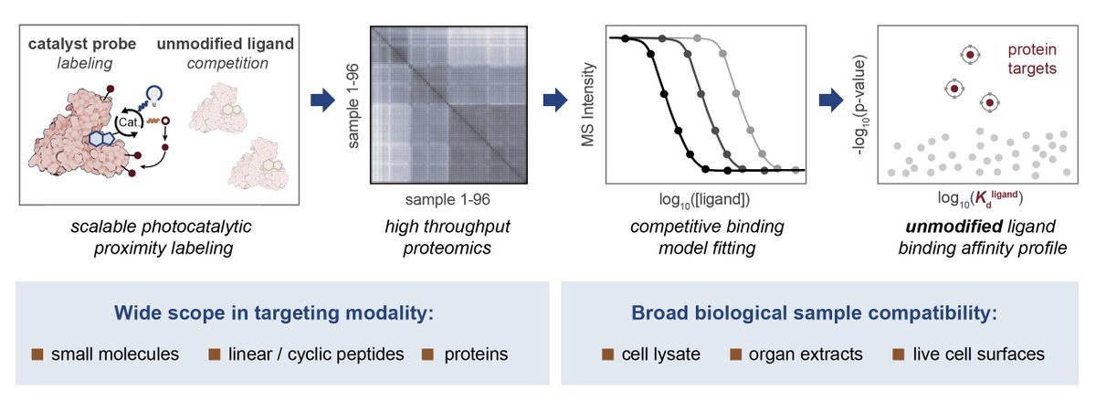 JacobGeri1's tweet image. I'm excited to share my lab's first preprint! It describes Affinity Map, a highly general method providing proteomic profiles of binding affinity for small molecules, peptides, and antibodies in cell lysate, organ extracts, and live cell surfaces.
biorxiv.org/content/10.110…