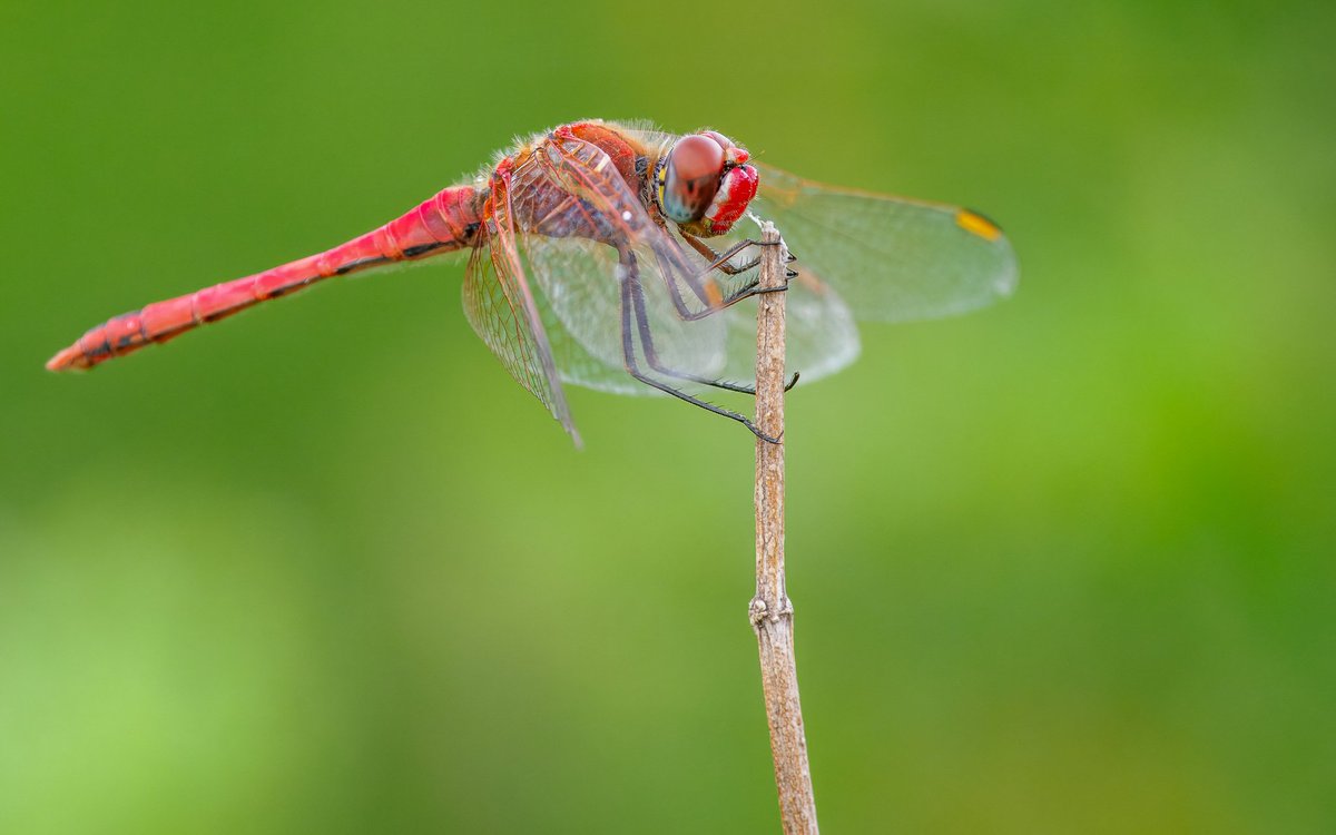 Elliott81758817's tweet image. A male Red-veined Darter and a Norfolk Hawker from a quick visit to Patch at Walthamstow Wetlands yesterday! Tried to find some Lesser Emperors but no luck though conditions were suboptimal.