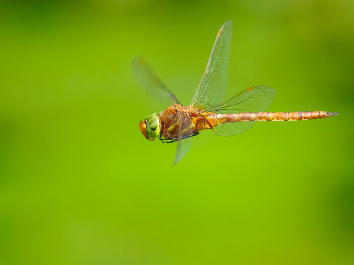 Elliott81758817's tweet image. A male Red-veined Darter and a Norfolk Hawker from a quick visit to Patch at Walthamstow Wetlands yesterday! Tried to find some Lesser Emperors but no luck though conditions were suboptimal.