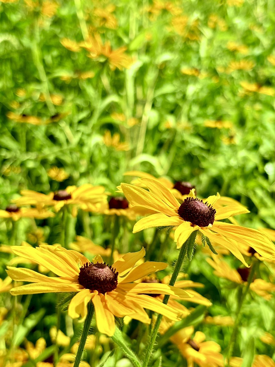 Came across this patch of flowers on a bike ride this weekend. Had to stop to take a pic
