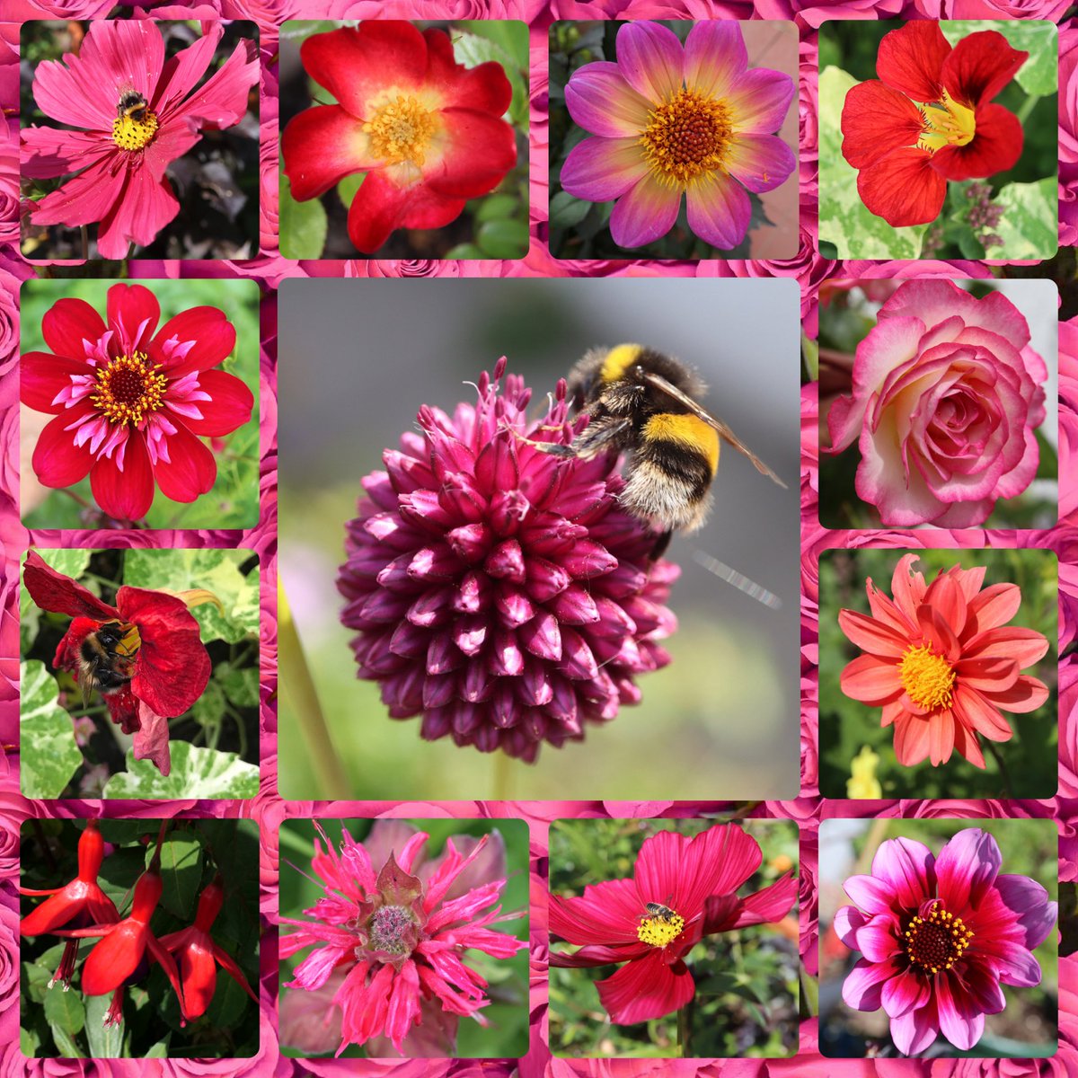 bumblebuddeez's tweet image. Hello #GardensHour and welcome JULY with strong colours, dahlias, cosmos, drumstick alliums and bumblebees ❤️🐝🩷