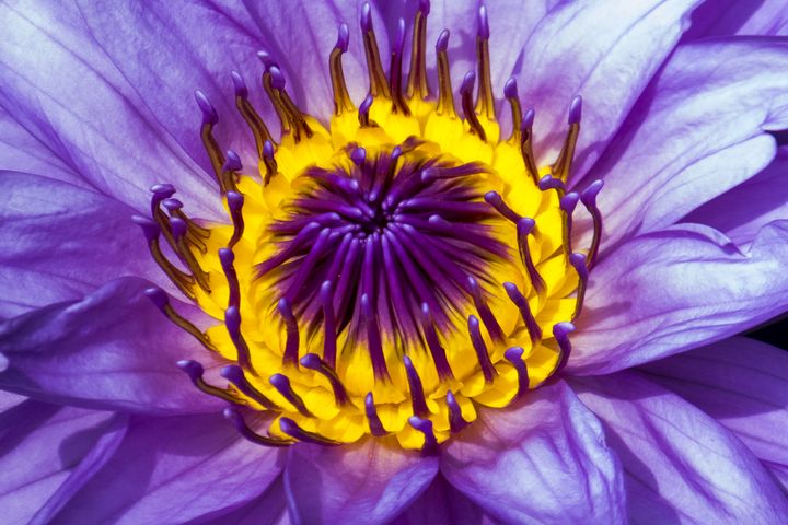 BlockFineArt's tweet photo. Art of the Day: "Waterlily". Buy at: https://t.co/r0TkUvRYos https://t.co/FPB9JlB6o2