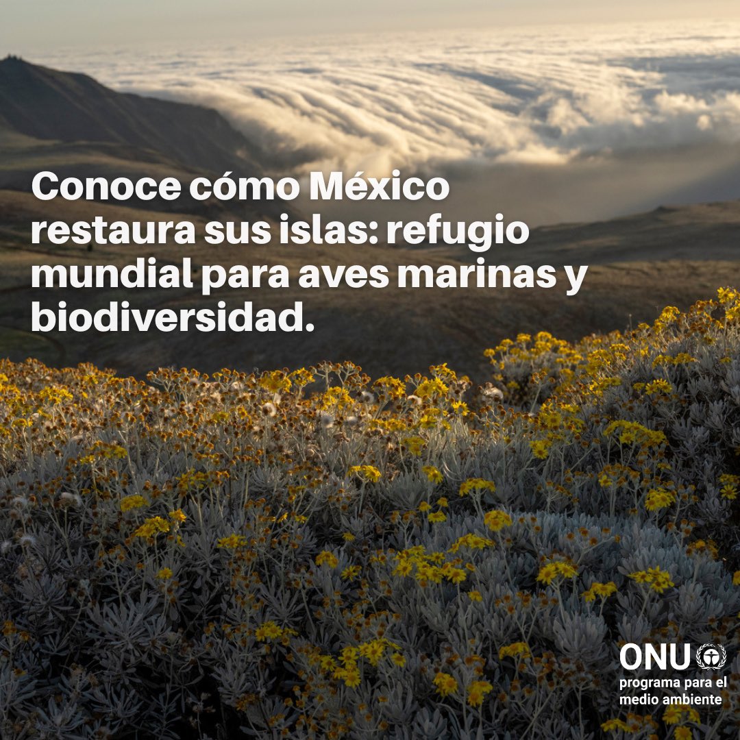 🌊 México restaura sus islas: +100 mil ha recuperadas y 85% de colonias de aves marinas de vuelta. 🔗 tinyurl.com/mr3j5dxh 
#GeneraciónRestauración