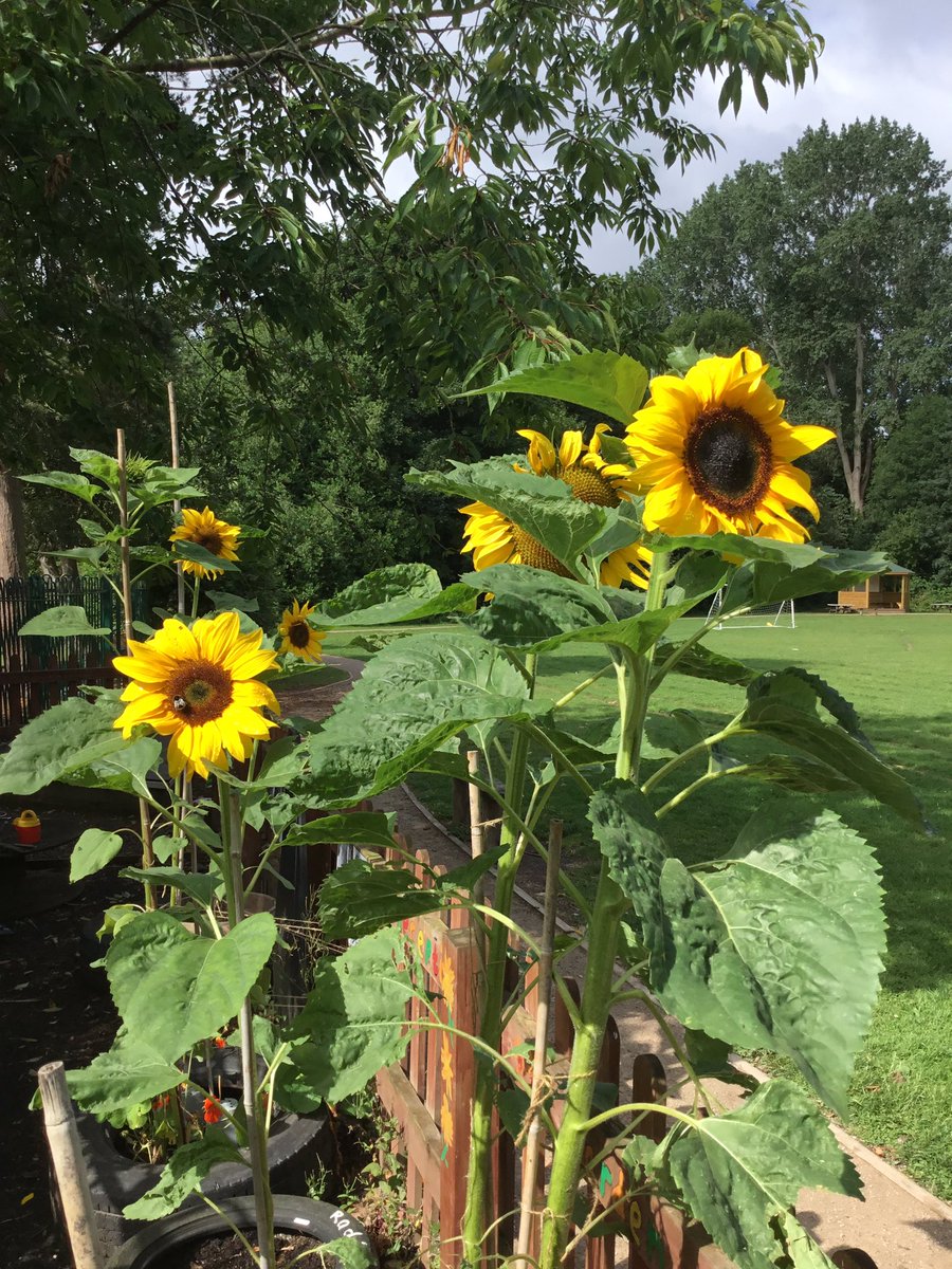 Christletonpri's tweet image. Reception planted sunflower seeds in March and now look at them! They have worked in teams to look after them. I wonder which one is the tallest or has the largest flower? #cpseyfs #cpsscience