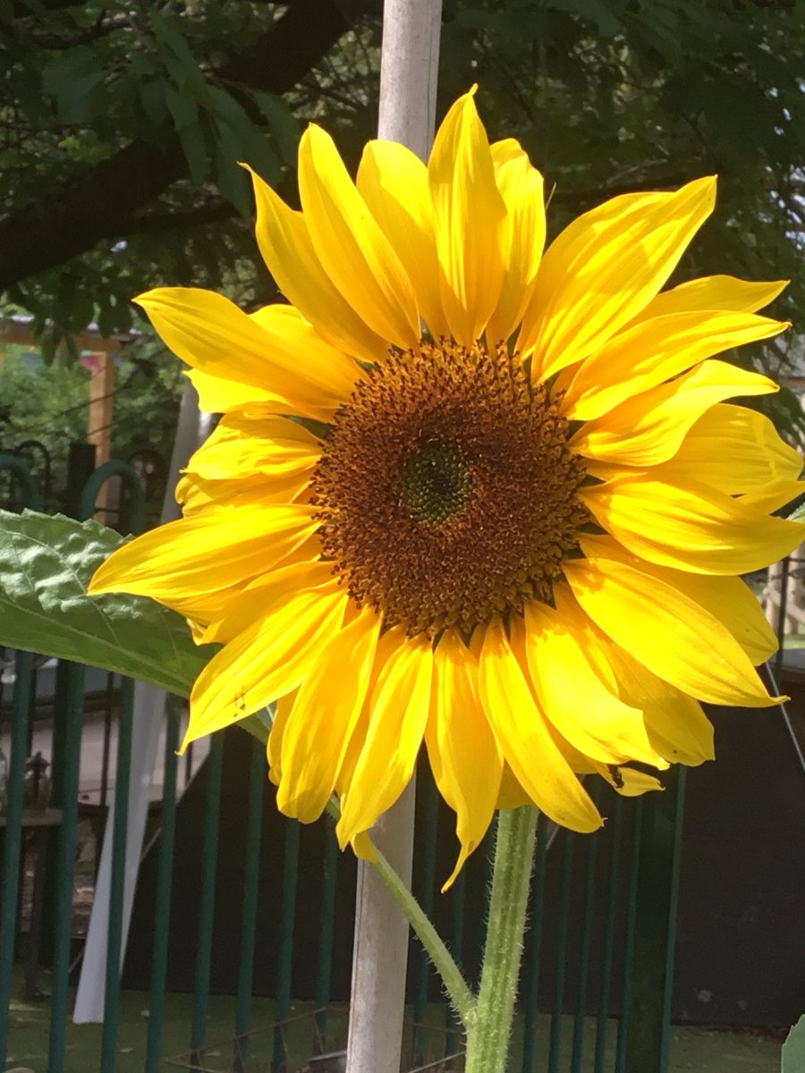 Christletonpri's tweet image. Reception planted sunflower seeds in March and now look at them! They have worked in teams to look after them. I wonder which one is the tallest or has the largest flower? #cpseyfs #cpsscience