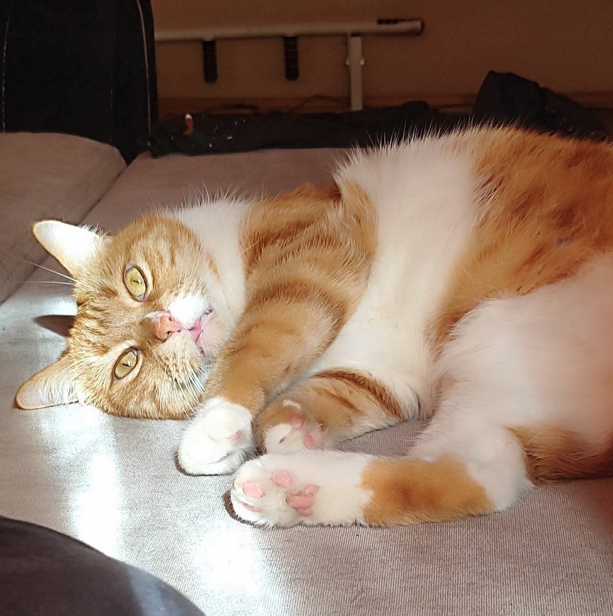 Два перманентных гусиных режима