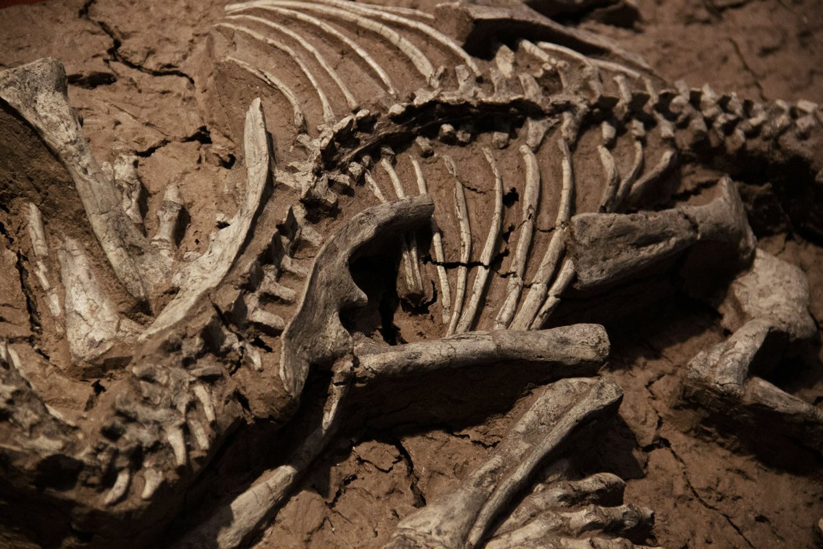 📢 Check into the Paleontological Society, an AGI Member Society that is an international nonprofit devoted exclusively to the advancement of the science of #paleontology - invertebrate and vertebrate paleontology, micropaleontology, and paleobotany: paleosoc.org
