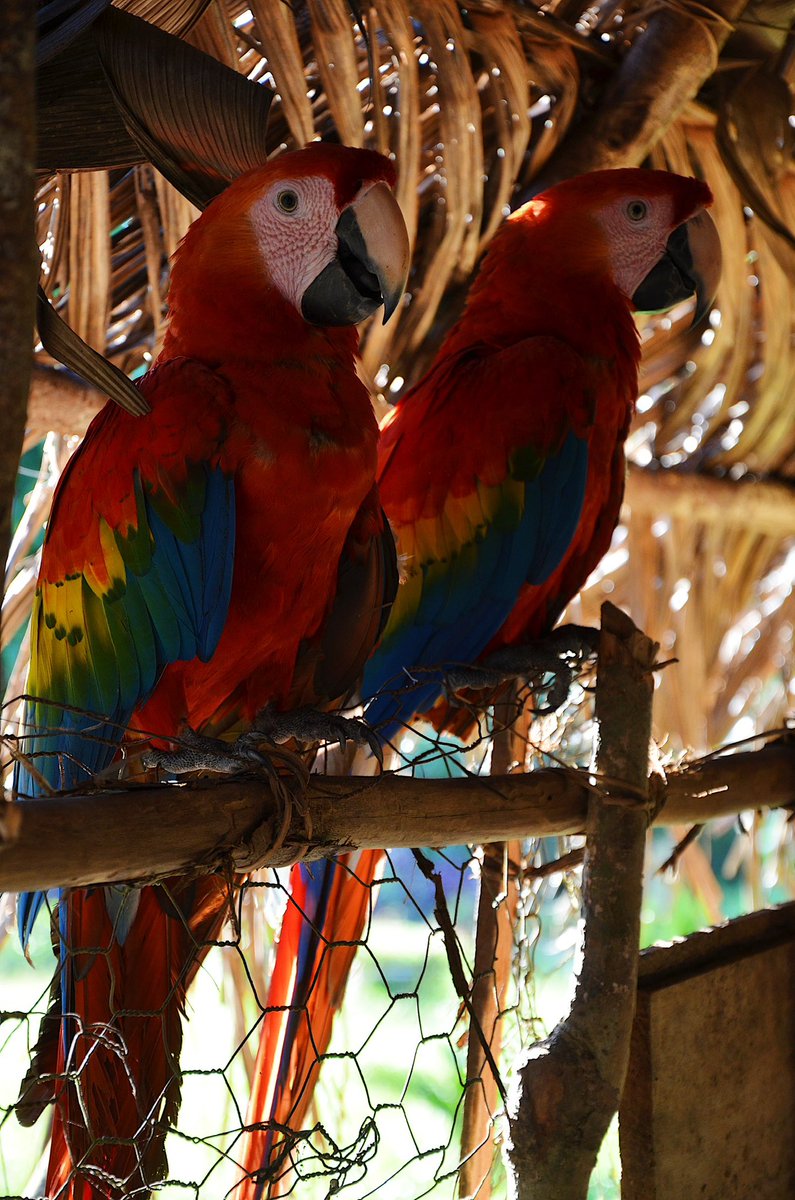 OriginalEcuador's tweet photo. Deep in the Ecuadorian Amazon, @waokamp offers a unique opportunity to connect directly with the Waorani community 🏹✨

One of the highlights is a visit to the home of Gabba, the last Waorani warrior, located in the heart of the Yasuní 🌳. 

#Waorani #Yasuni #EcuadorianAmazon https://t.co/A79m2hBosg
