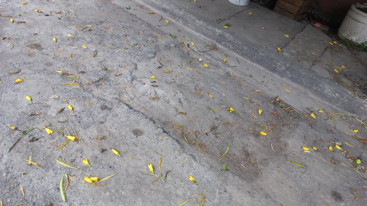DoraElizabethA3's tweet photo. @ayd_monterrey tienen meses 
que vinieron arreglar fugas y ya no regresaron a pavimentar y llevar escombo, calle San Javier entre Gustavo Sada Paz y Santa María en Industrias del Vidrio 4sector norte, San Nicolás de los Garza. https://t.co/QWi2v4gHJD