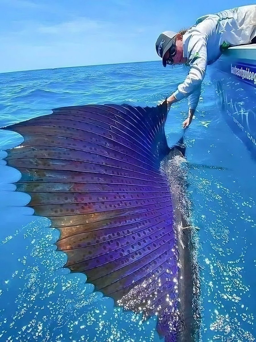 A beleza misteriosa do oceano. Uma Thread🧵

1. Lindo peixe-vela