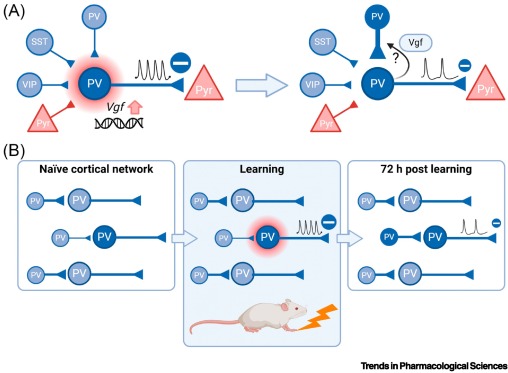 TrendsinPharma's tweet image. Shining light on parvalbumin interneuron plasticity dlvr.it/TLn95L