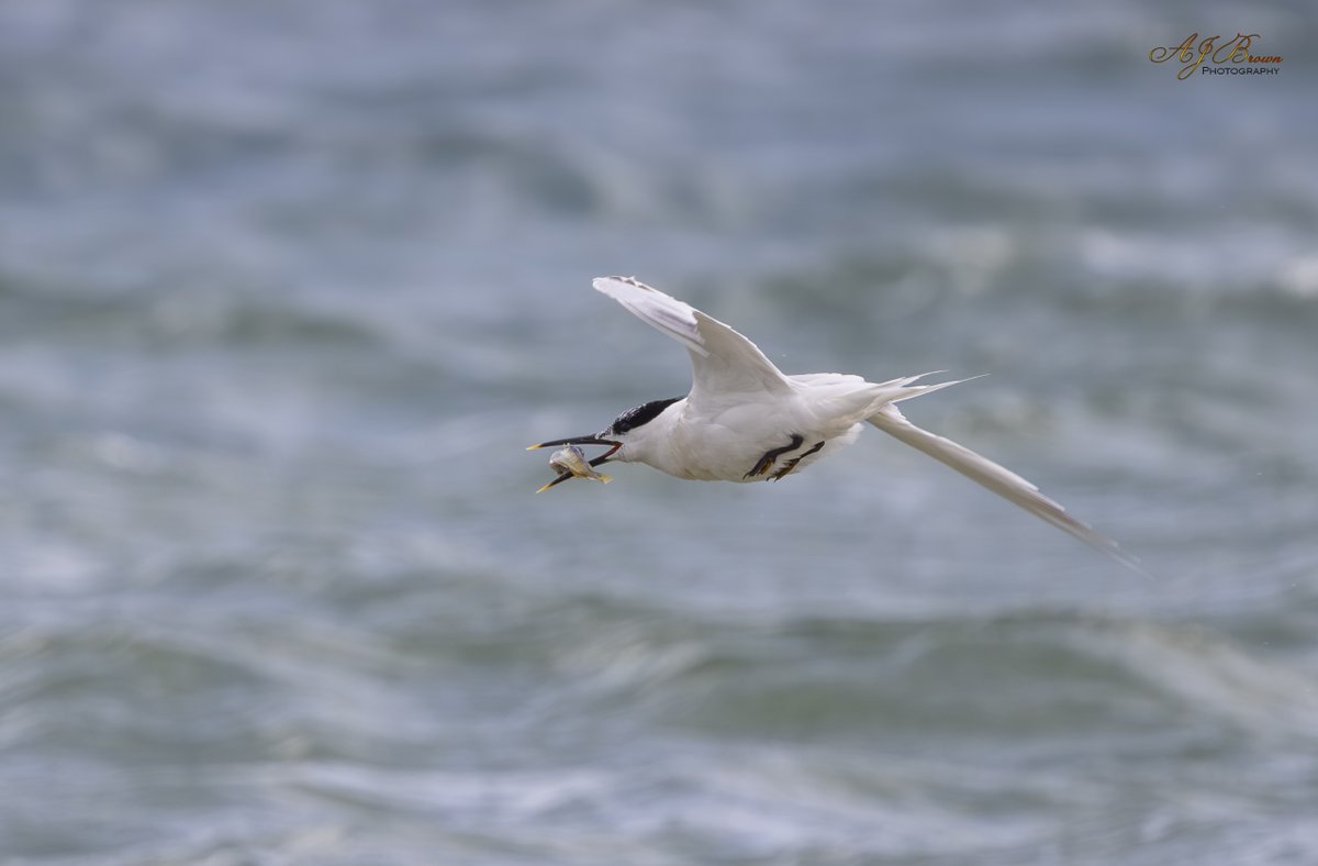 Aidan Brown (@aidanjb118) on Twitter photo Studland beach this morning - the Sandwich terns were catching Sand eels and mackerel. <a href="/DorsetBirdClub/">Dorset Bird Club</a> Studland beach this morning - the Sandwich terns were catching Sand eels and mackerel. <a href="/DorsetBirdClub/">Dorset Bird Club</a>