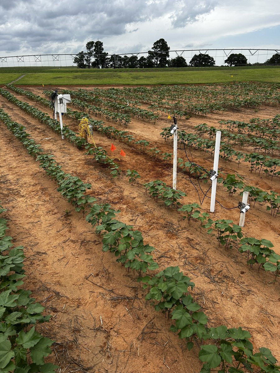 Jacob Kettner (@jacobkettnerosu) on Twitter photo In the summertime we start to do a lot a field research with <a href="/IRL_BAE_OSU/">Irrigation Research Laboratory (IRL), OSU</a>
Recently we took a trip to install some Soil Moisture and Canopy Temperature sensors at the Southwest Research Station and Extension Center in Altus, Oklahoma.
#FieldResearch #Irrigation #SoilMoisture In the summertime we start to do a lot a field research with <a href="/IRL_BAE_OSU/">Irrigation Research Laboratory (IRL), OSU</a>
Recently we took a trip to install some Soil Moisture and Canopy Temperature sensors at the Southwest Research Station and Extension Center in Altus, Oklahoma.
#FieldResearch #Irrigation #SoilMoisture