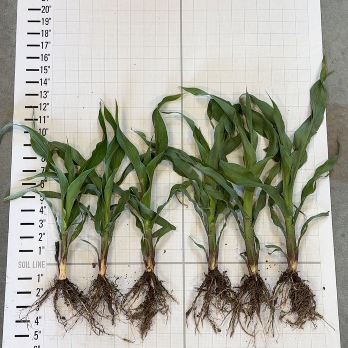 This PROVEN G3 demo plot is looking good in Axtell, NE! 🚜🌱 This Grower replaced 30 units of Nitrogen with Pivot Bio PROVEN G3 on the Becks seed and clearly, the treated corn is pulling ahead early. We can't wait to see more throughout the growing season! #PROVENit