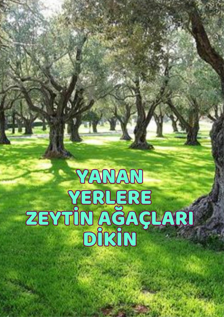 Yanan yerlere zeytin ağacı dikilsin 🫒
#YananOrmanaZeytinDik
#ZeytinHayattır 
#ZeytinAğacı