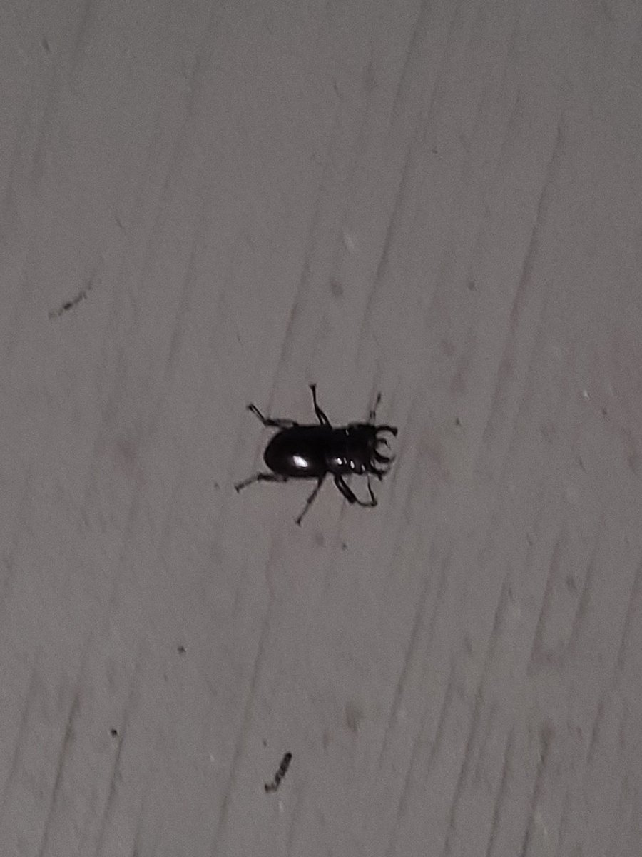 cool guy outside my apartment last night