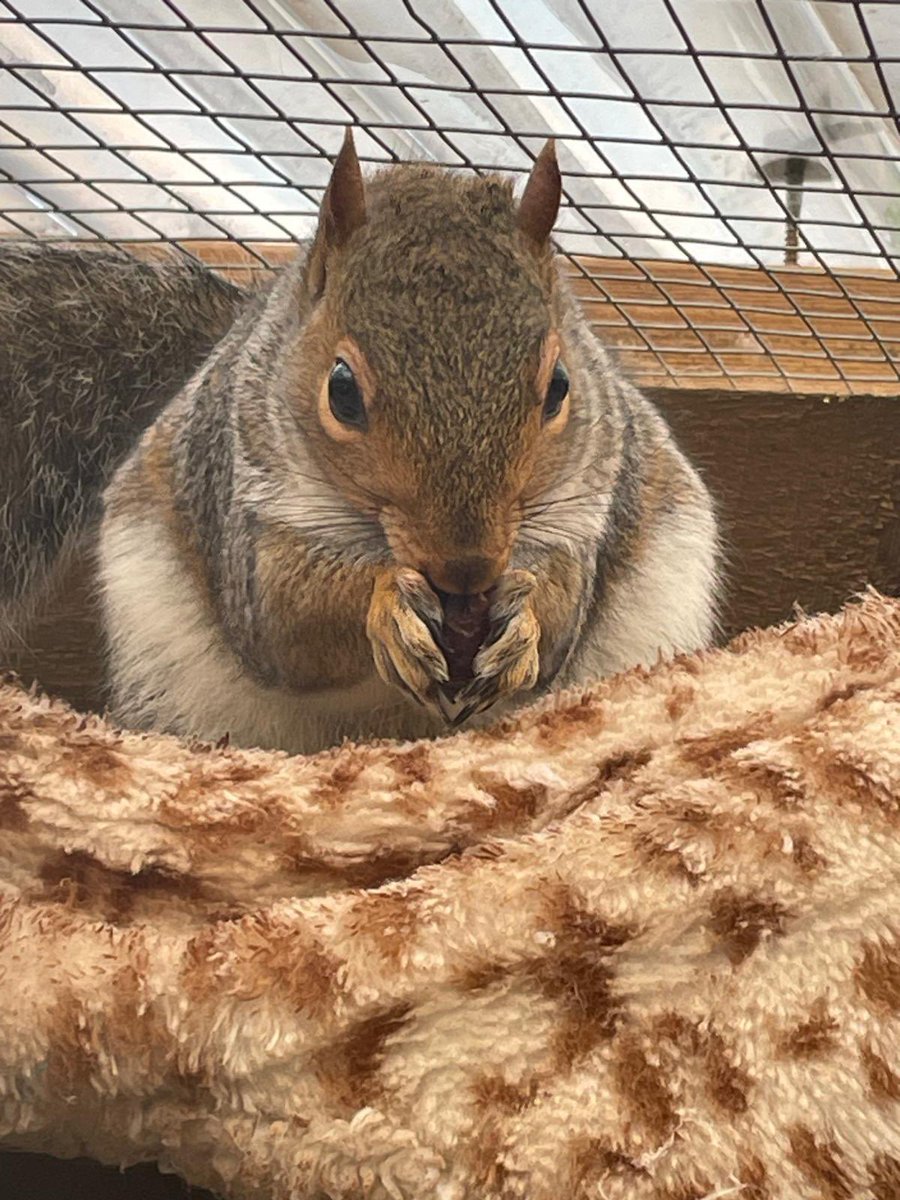 AllumPaul's tweet image. The squirrels certainly enjoy the rose hips 🩶🖤🤍🐿️🐿️🐿️🐿️ hitchinsquirrelrescue.co.uk