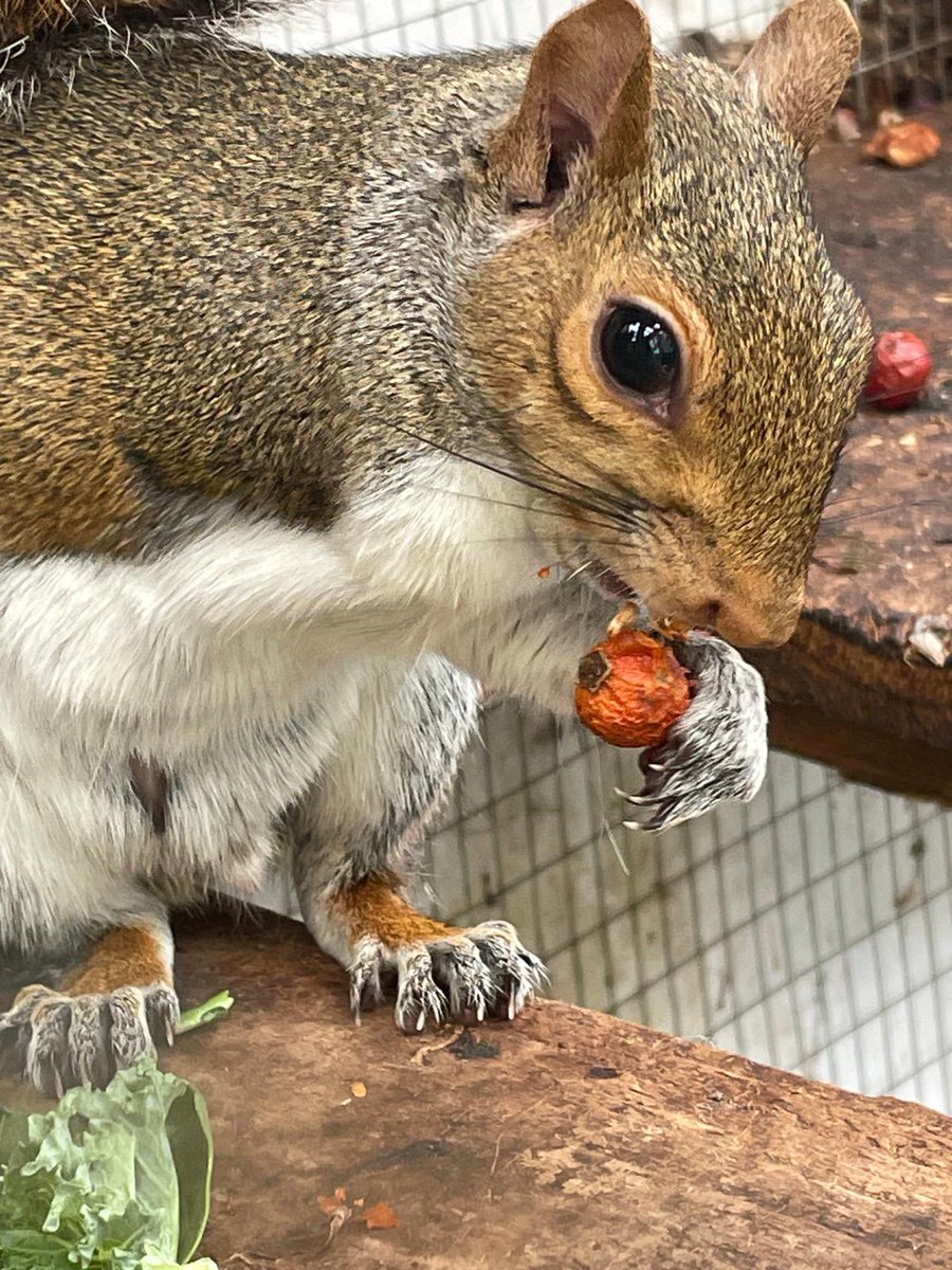 AllumPaul's tweet image. The squirrels certainly enjoy the rose hips 🩶🖤🤍🐿️🐿️🐿️🐿️ hitchinsquirrelrescue.co.uk