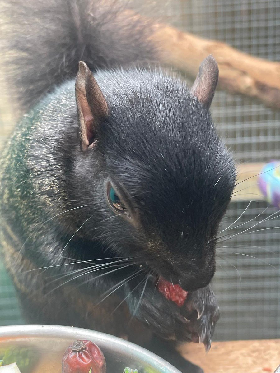 AllumPaul's tweet image. The squirrels certainly enjoy the rose hips 🩶🖤🤍🐿️🐿️🐿️🐿️ hitchinsquirrelrescue.co.uk