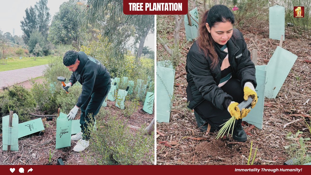 DSSNewsUpdates's tweet photo. In Melbourne, Australia, 33 volunteers and 10 native individuals came together to plant 1,000 trees — a beautiful step toward a greener future. 🌱
Under the divine guidance of Saint Dr. Gurmeet Ram Rahim Singh Ji Insan, this collective effort reflected true care for nature and a strong commitment to protect the planet.

#TreePlantation #Humanity #DeraSachaSauda #BeTheChange #Inspiration #DailyInspiration