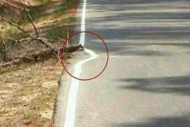 Finally I found someone who is lazier than me!