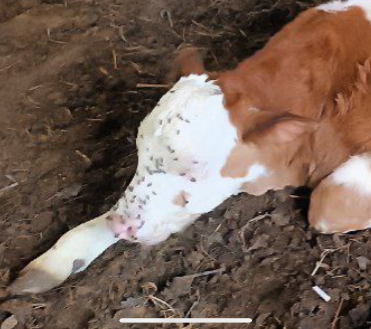 Володя планирует в субботу выпустить Лизу шляться по селу. Тем временем непривитая Лиза: