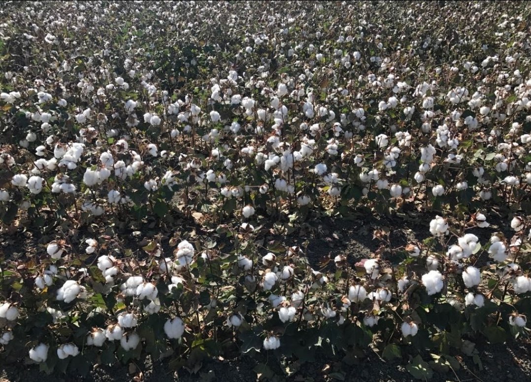 espalgodon's tweet image. 🟢 @AndaluciaJunta abona más de 10,6M€ en ayudas al cultivo sostenible del #algodón y la remolacha en #Andalucía 🌱☁️ 

+INFO ➡️ espalgodon.com/la-junta-abona…