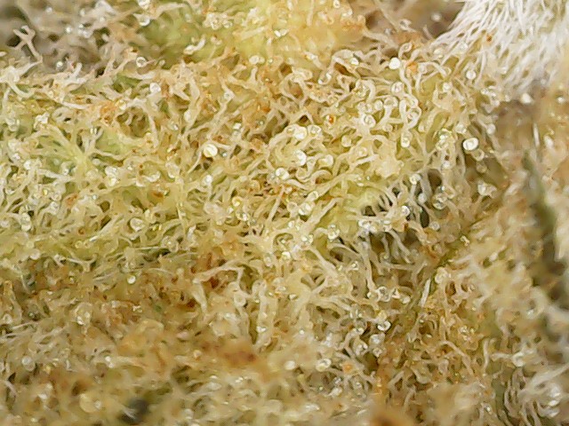 I began my research with my most anticipated new release, BLACK CHEESE from MI based breeder 3rd Coast, grown in NL by <a href="/ccatlanticnl/">Chris C</a>. The aroma was very good but not very cheesy - more of a slightly funky loud haze instead. Dense buds. Burns great tho I'd love more CHEESE PLEASE!