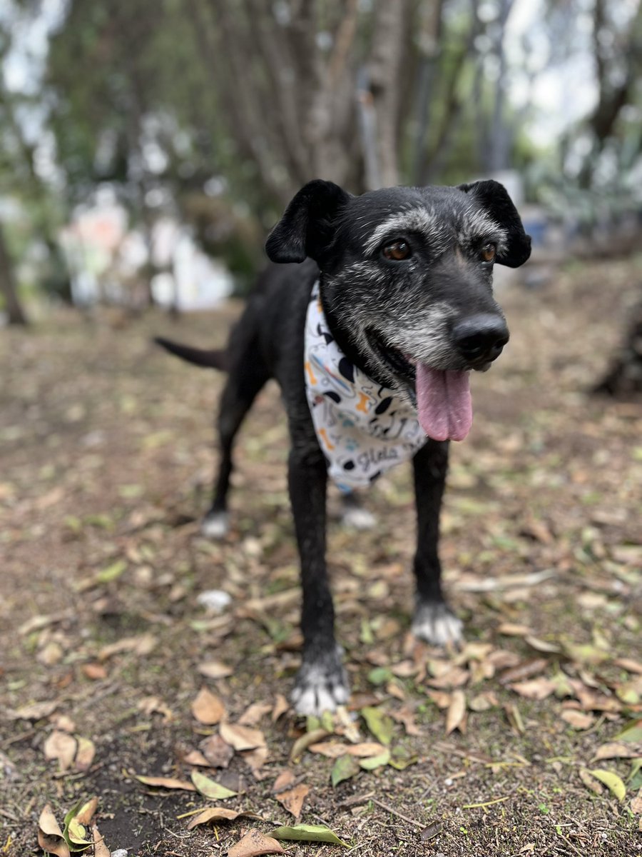HELA_MORE's tweet photo. A la abuelita Juanita la dejaron solita en una carretera… con sus patitas cansadas y su corazón roto, esperó días enteros mirando al horizonte, como si aún creyera que alguien volvería por ella. Pero nadie volvió…💔 https://t.co/RlzclnZRkO
