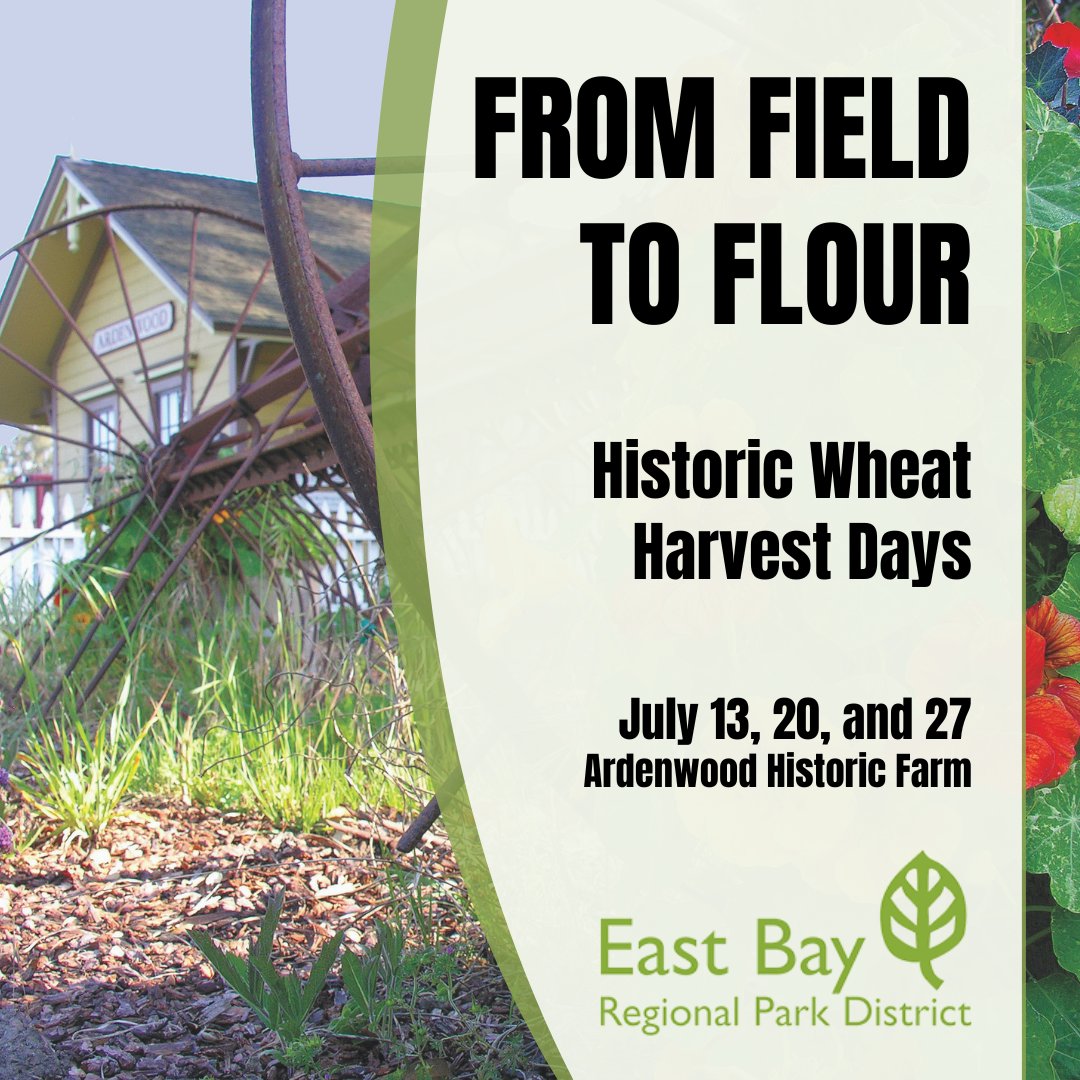 EBRPD's tweet image. Discover the wonders of wheat at Ardenwood's Historic Wheat Harvest Days! Learn about wheat cultivation and how it still shapes today’s food systems. See a 1930s threshing machine in action and try your hand at threshing, winnowing & grinding wheat berries bit.ly/4nBNINu