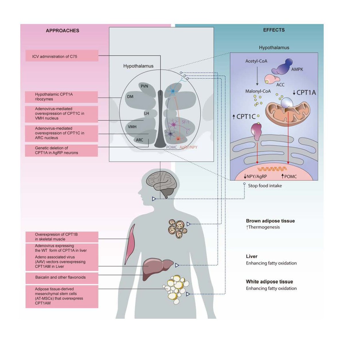 ASPET's tweet photo. Carnitine palmitoyltransferases regulate fatty acid oxidation and are emerging drug targets in obesity, diabetes, and cancer. Understanding isoform differences is key to developing safer, tissue-specific therapies.
Read this #PharmRev publication: https://t.co/nZJzJVbYjH. https://t.co/8et0VsR4k0