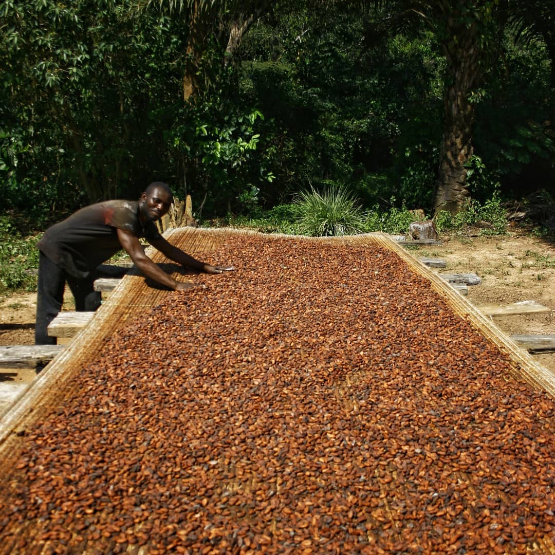 Peace Corps (@peacecorps) on Twitter photo 🍫 World Chocolate Day Reminder
Your chocolate bar didn’t grow on a grocery shelf. It started in cacao groves—like the one pictured here in Togo—harvested by farmers. Next time you reach for some chocolate, think about choosing Fairtrade. 🍫 World Chocolate Day Reminder
Your chocolate bar didn’t grow on a grocery shelf. It started in cacao groves—like the one pictured here in Togo—harvested by farmers. Next time you reach for some chocolate, think about choosing Fairtrade.