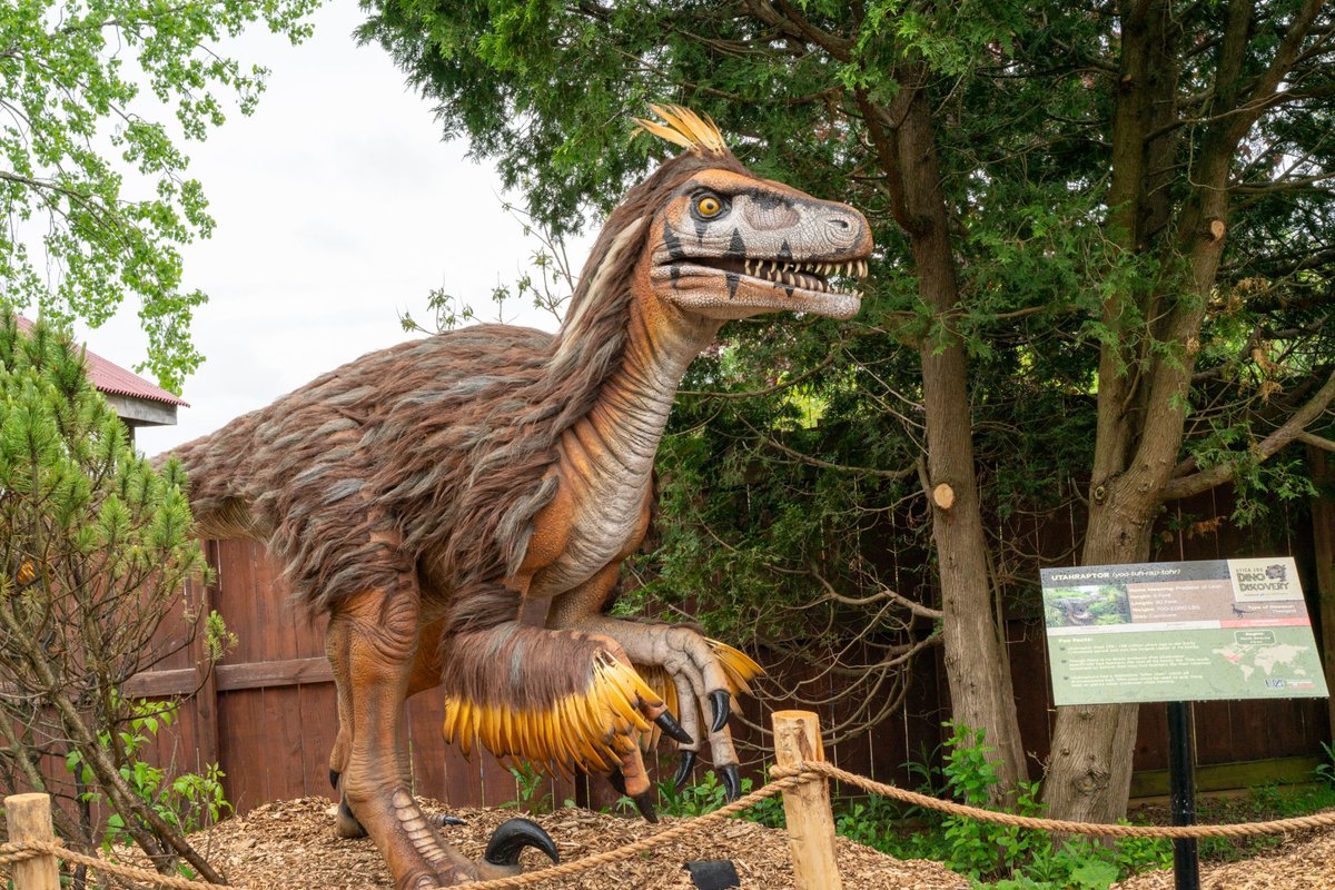🦖 Meet Utahraptor—the largest raptor ever! Over 20 ft long with deadly claws, this fast, smart, feathered predator ruled its world. 

⚡ See it up close now at Dino Discovery, included with Utica Zoo admission! 

👉 UticaZoo.org/DinoDiscovery

 #Utahraptor #UticaZoo #DinoDiscovery