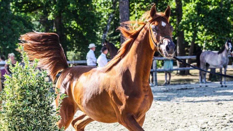 LFPCheval (@lfpcheval) on Twitter photo 🐎🌐 L’ONU crée officiellement la Journée mondiale du #cheval
ow.ly/KjF050Wllfs 🐎🌐 L’ONU crée officiellement la Journée mondiale du #cheval
ow.ly/KjF050Wllfs