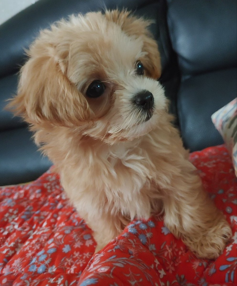 우리집 강아지 ~