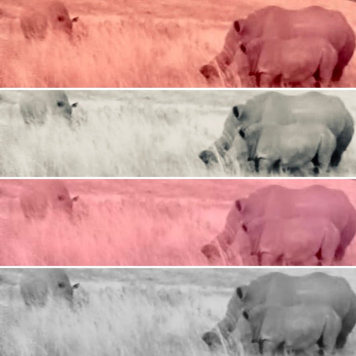 Different shares of rhinos.
Dad Rocky, Mum Stella and baby Shanti.
Happy family living in 24/7 protection with our super Anti Poaching Unit 👏
For the ❤️ of 🦏🦏🦏