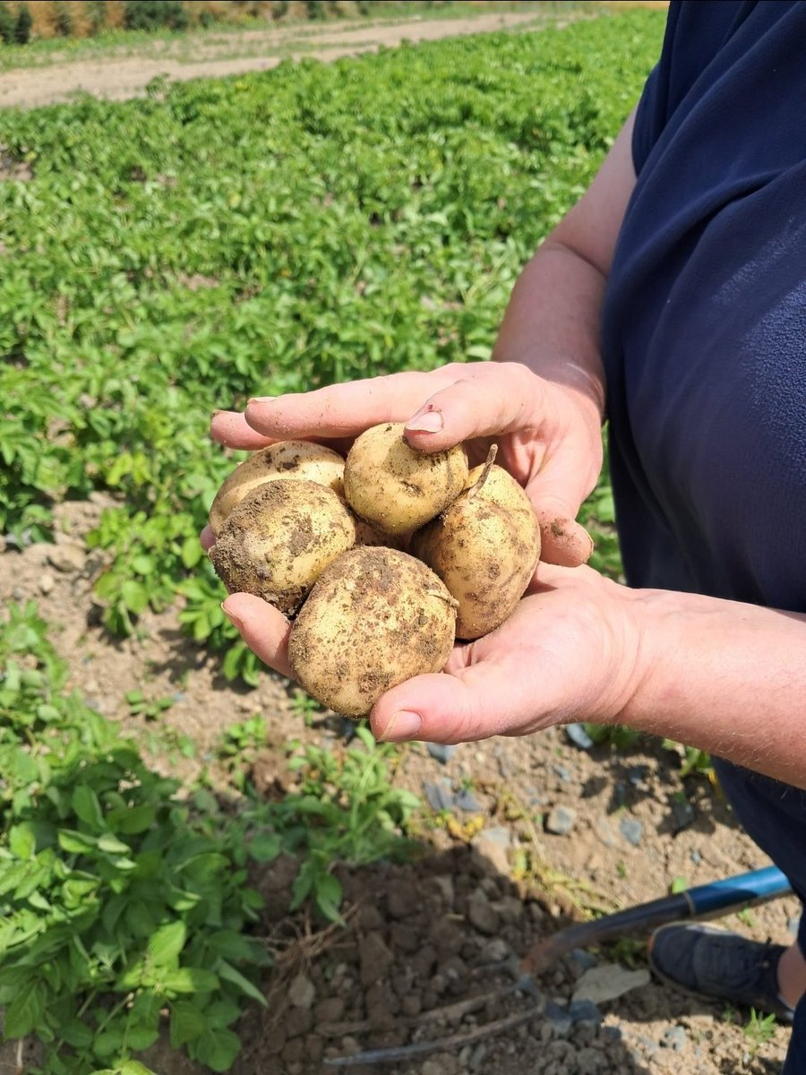BallymakennyF's tweet photo. WebShop is open, Spud Vibes are vibing.. so close now, you can feel the excitement. We have 3 varieties available to pre order, #Premiere #SharpesExpress #Queens delivery dates starting 22nd July
https://t.co/5f5ul090Lq https://t.co/BdVXzCFXGh