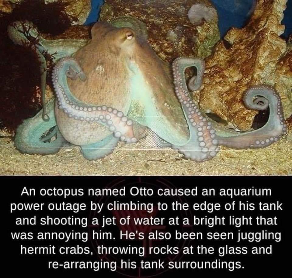 ECrowens's tweet photo. #onlyanimals #octopus #octopi #seacreatures #aquariumlife #aquariumfish #seaquarium #sealife #mischief #makingmischief https://t.co/ZctUW0BCdS