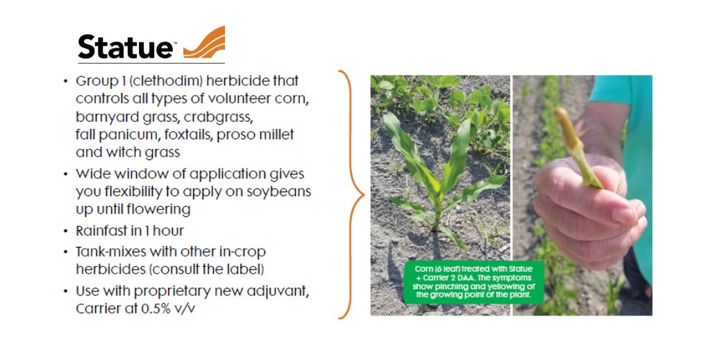 Take control of grass weeds in your soybean fields with #Statue – get dependable results, crop safety and application flexibility. Learn more: bit.ly/46pHMyc #EastCdnAg #OntAg