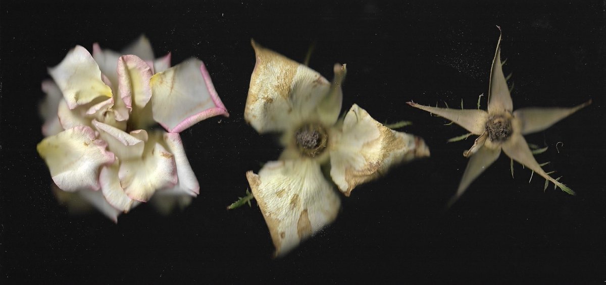 There’s so much beauty in death