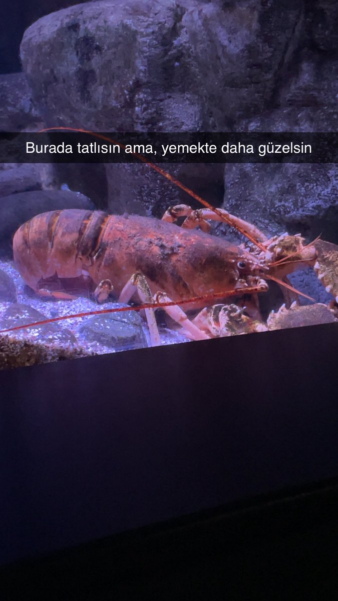 Ne m’envoyez plus à l’aquarium de Paris. J’ai sorti trop de dinguerie sur mon snap