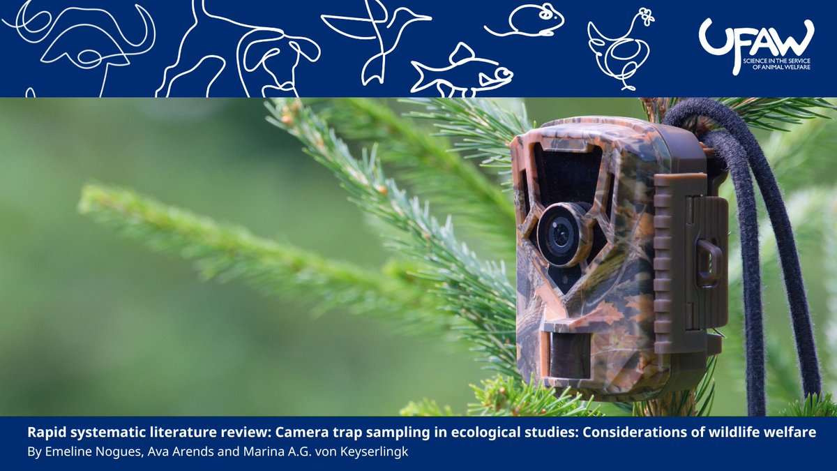 AW_TheJournal's tweet image. π NEW REVIEW provides a rapid systematic overview of the use of camera traps in ecological studies, with a focus on wildlife welfare.
π Read the full article here: ow.ly/tr4U50WlNN7
#AnimalWelfareScience #AnimalWelfare