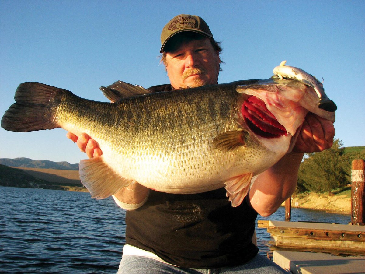 TeamBassManager's tweet photo. Butch Brown holds his personal best largemouth bass, weighing 19.3 pounds, that he caught at Castaic Lake Lagoon on March 2, 2008. Brown was fishing with an 8-inch Huddleston Deluxe Rainbow Trout Swimbait (shown with the bass). (Butch Brown Collection) https://t.co/KrGfnctze2