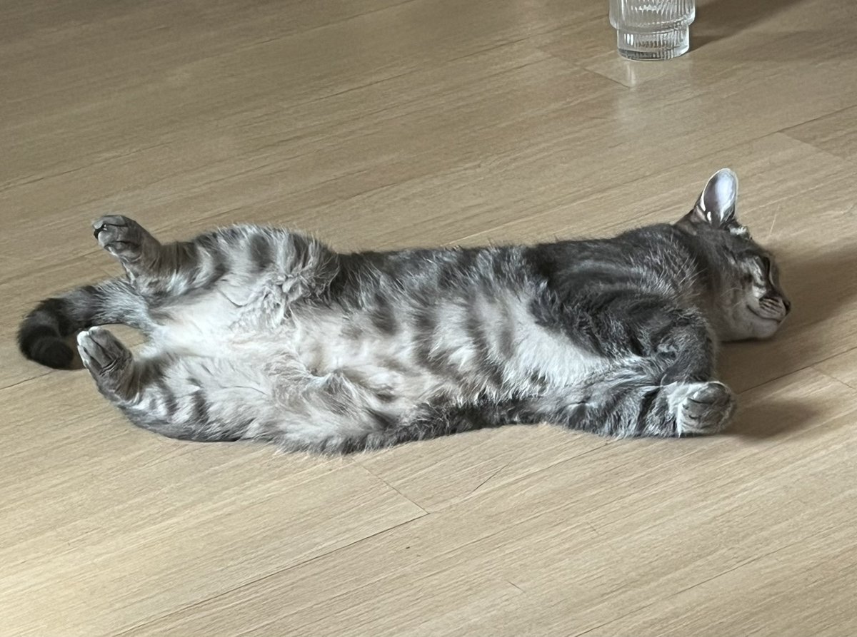 Котів вже поплавило від спеки