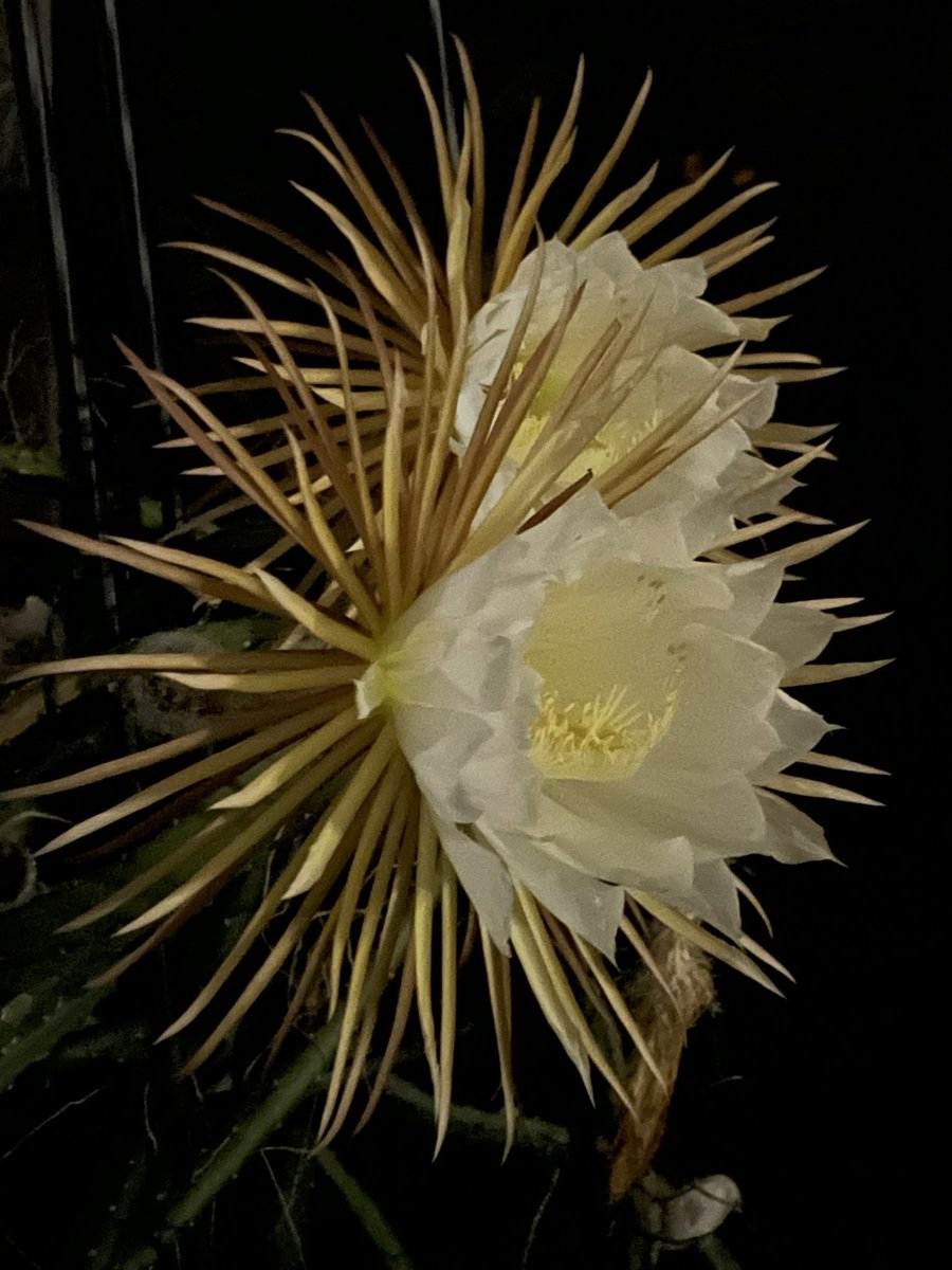 Yoshimasa_Tsu's tweet image. 「夜の女王」が咲きました。
