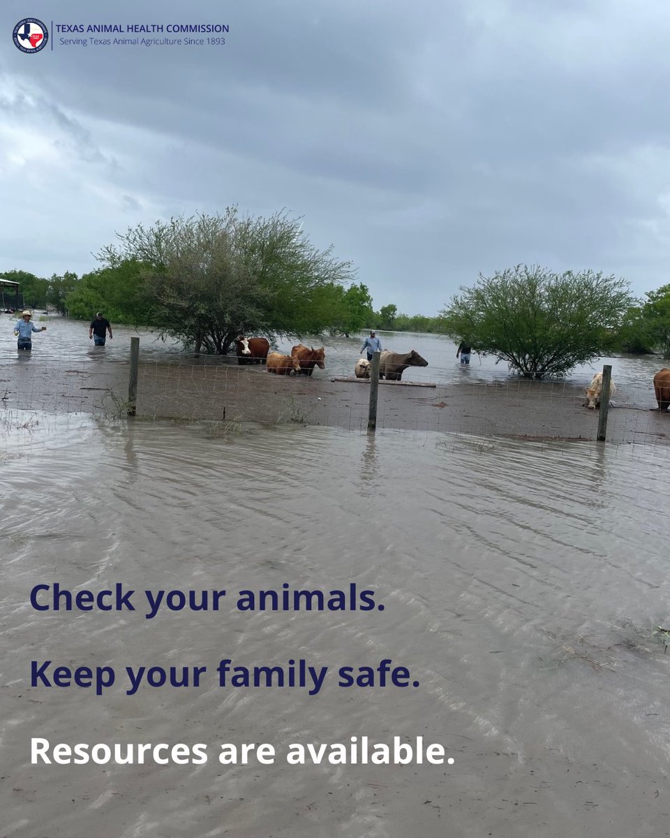 Our hearts go out to everyone impacted by the devastating floods across the Hill Country. For livestock-specific resources and guidance, visit: tahc.texas.gov/emergency/natu… The TAHC stands with you.