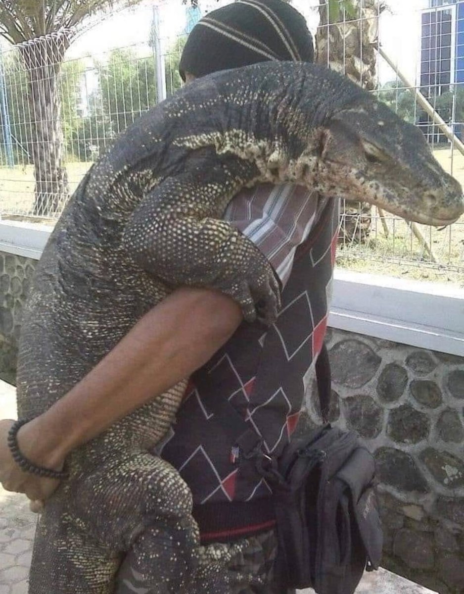 ECrowens's tweet photo. #onlyanimals #lizard #monitorlizard #lizardsofinstagram #monitorlizards #monitorlizardsofinstagram https://t.co/UIBDDu9xVW