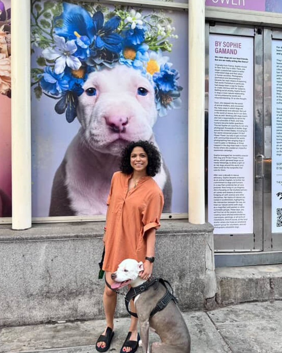 Be sure to swing by the Photoville #PitBullFlowerPower exhibit is live through June 2026!🌸🐶 Explore the larger-than-life portraits of shelter pit bulls who made it to a loving home. 

📸 Photos by Sophie Gamand
#TheSeaport